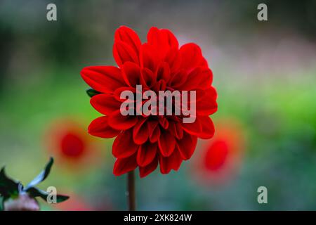 Dahlia Gardenetta Rouge foncé Banque D'Images