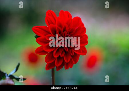 Dahlia Gardenetta Rouge foncé Banque D'Images