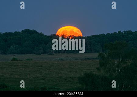 Bramshaw, Hampshire, Angleterre, Royaume-Uni, 21 juillet, 2024. la pleine lune se lève au-dessus de la cime des arbres de New Forest. Banque D'Images