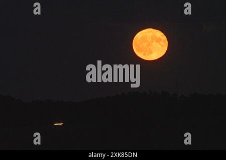 Bramshaw, Hampshire, Angleterre, Royaume-Uni, 21 juillet, 2024. la pleine lune se lève au-dessus de la cime des arbres de New Forest. Banque D'Images