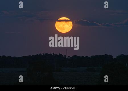 Bramshaw, Hampshire, Angleterre, Royaume-Uni, 21 juillet, 2024. la pleine lune se lève au-dessus de la cime des arbres de New Forest. Banque D'Images