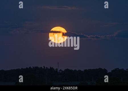 Bramshaw, Hampshire, Angleterre, Royaume-Uni, 21 juillet, 2024. la pleine lune se lève au-dessus de la cime des arbres de New Forest. Banque D'Images