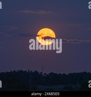 Bramshaw, Hampshire, Angleterre, Royaume-Uni, 21 juillet, 2024. la pleine lune se lève au-dessus de la cime des arbres de New Forest. Banque D'Images