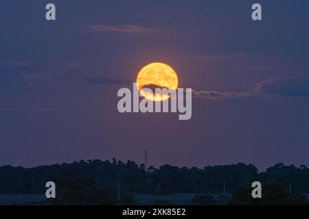 Bramshaw, Hampshire, Angleterre, Royaume-Uni, 21 juillet, 2024. la pleine lune se lève au-dessus de la cime des arbres de New Forest. Banque D'Images