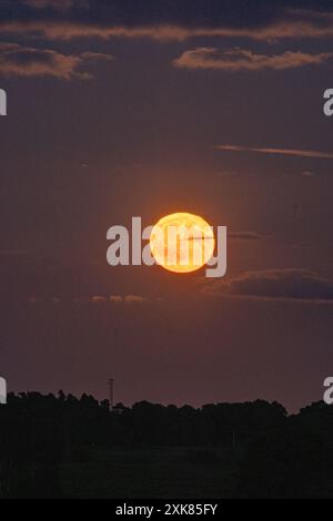 Bramshaw, Hampshire, Angleterre, Royaume-Uni, 21 juillet, 2024. la pleine lune se lève au-dessus de la cime des arbres de New Forest. Banque D'Images