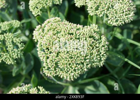 Hylotelephium spectabile, stonecrop voyante fleurs d'été gros plan sélectif Banque D'Images