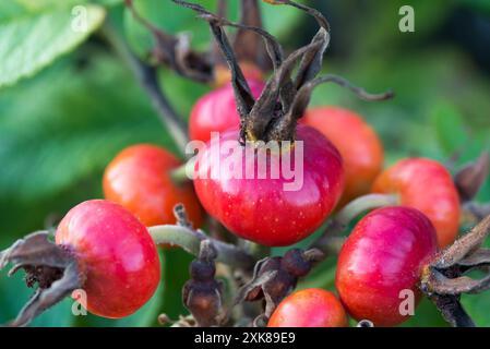 Rosa rugosa Japanese rose Red Berry gros plan sélectif Banque D'Images