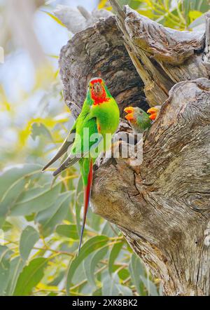 SWIFT Parrot (Lathamus discolor) visite son nid pour nourrir de jeunes oiseau immature poussins dans un arbre creux de nid de croissance ancienne, Maria Island, Tasmanie, Australie Banque D'Images