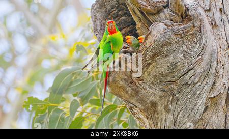 SWIFT Parrot (Lathamus discolor) visite son nid pour nourrir de jeunes oiseau immature poussins dans un arbre creux de nid de croissance ancienne, Maria Island, Tasmanie, Australie Banque D'Images