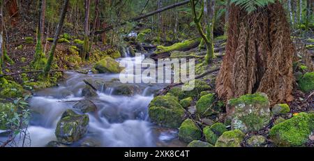 Vue panoramique photo longue exposition des rapides cascades sur la piste des cascades Guy Fawkes Hobart Rivulet, Mount Wellington, South Hobart, Tasmanie, Australie Banque D'Images