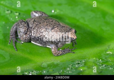 Crapaud à bouche étroite de l'est, ou crapaud à bouche étroite, (Gastrophryne carolinensis) sur feuille verte recouverte de gouttes d'eau de pluie, Galveston, Texas, États-Unis Banque D'Images