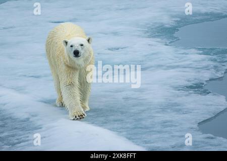 Ours polaire sur les floes de glace dans le cercle arctique Banque D'Images