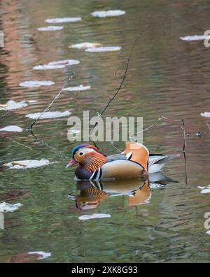 Canard mandarin mâle sur l'étang dans le parc de l'ancien bureau du gouvernement de Hokkaido, Sapporo, Japon Banque D'Images