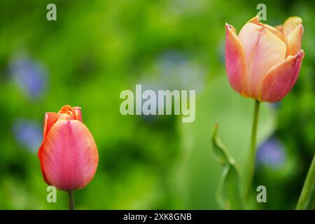 Tulipes françaises de Dordogne Banque D'Images