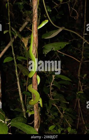 Vipère à gros yeux (Trimeresurus macrops) Banque D'Images