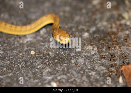 Serpent mangeur de limaces, serpent limaces (Pareas sp.) Banque D'Images