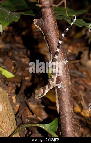 Gecko intermédiaire à bout courbé (Cyrtodactylus intermedius) Banque D'Images