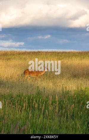 Une biche de Virginie un soir de juillet dans le nord du Wisconsin. Banque D'Images