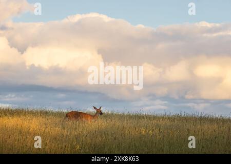 Une biche de Virginie un soir de juillet dans le nord du Wisconsin. Banque D'Images