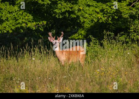 Buck à queue blanche un soir de juillet dans le nord du Wisconsin. Banque D'Images