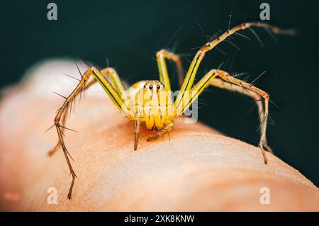 Araignée Lynx rayée jaune sur la peau humaine, gros plan de la photo d'insecte. Banque D'Images