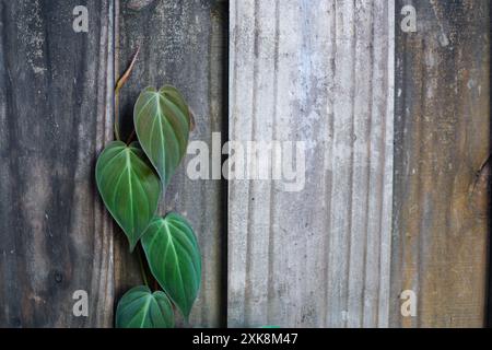 Philodendron micans dehors grimpant la clôture. Plante de maison populaire poussant à l'extérieur avec espace de copie Banque D'Images