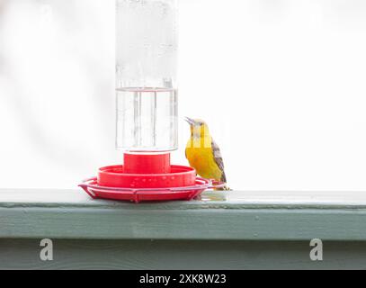 L'Oriole à capuchon femelle à Colibri Banque D'Images