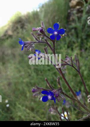 Anchusa azurea dans la Sierra de Segura, province d'Albacete en Espagne. Prise de vue horizontale Banque D'Images