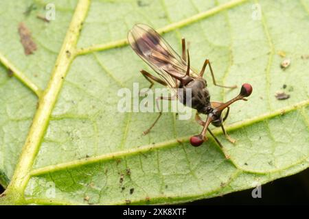 Insectes mouches aux yeux de tige en Thaïlande et en Asie du Sud-est. Banque D'Images