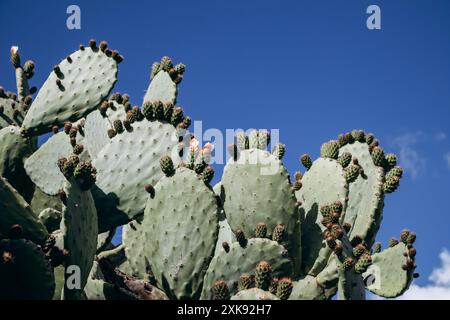 La barbarie (Opuntia) qui pousse et fleurit sur la Côte d'Azur, avec la mer en arrière-plan Banque D'Images