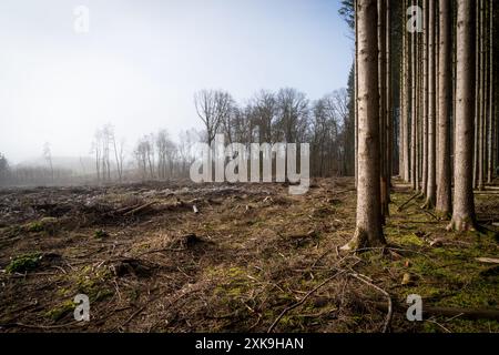 Real Easy Company Foxholes bois Jaques, Bastogne, Belgique Banque D'Images