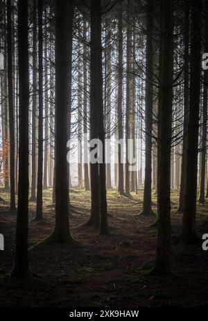 Real Easy Company Foxholes bois Jaques, Bastogne, Belgique Banque D'Images