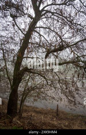 Le siège du champ de bataille de Bastogne, la bataille pour le paysage de Noville en Belgique Banque D'Images