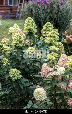 Hortensia paniculata en croissance dans le jardin. Coloration automnale des fleurs Banque D'Images