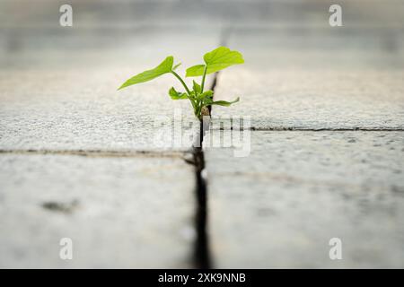 Arbres poussant aux crevasses des routes asphaltées. La croissance des plantules jaillit des crevasses des roches. Quand une nouvelle entreprise en démarrage se développe Banque D'Images