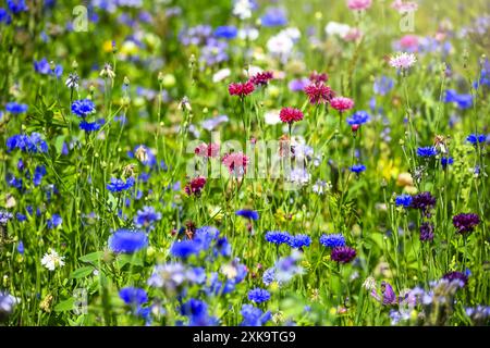 Blühstreifen mit Wildblumen auf einem Feld in den Vier- und Marschlanden, Hamburg, Deutschland *** bandes de fleurs avec des fleurs sauvages dans un champ dans le Vier und Marschlanden, Hambourg, Allemagne Banque D'Images