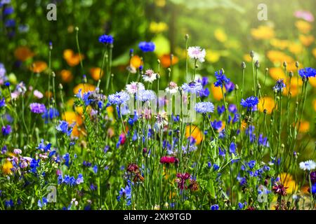 Blühstreifen mit Wildblumen auf einem Feld in den Vier- und Marschlanden, Hamburg, Deutschland *** bandes de fleurs avec des fleurs sauvages dans un champ dans le Vier und Marschlanden, Hambourg, Allemagne Banque D'Images
