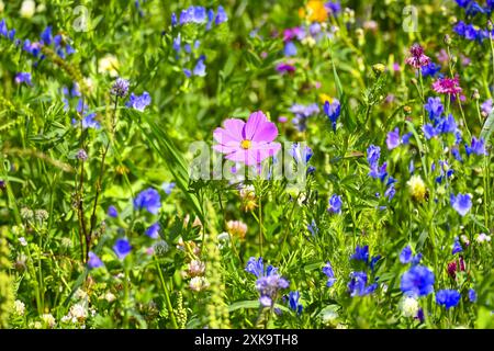 Blühstreifen mit Wildblumen auf einem Feld in den Vier- und Marschlanden, Hamburg, Deutschland *** bandes de fleurs avec des fleurs sauvages dans un champ dans le Vier und Marschlanden, Hambourg, Allemagne Banque D'Images