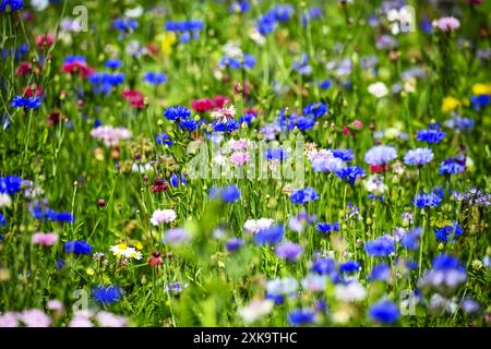 Blühstreifen mit Wildblumen auf einem Feld in den Vier- und Marschlanden, Hamburg, Deutschland *** bandes de fleurs avec des fleurs sauvages dans un champ dans le Vier und Marschlanden, Hambourg, Allemagne Banque D'Images