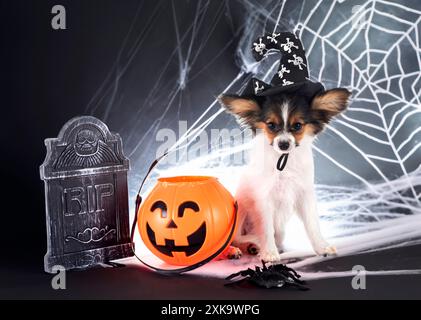 Chiot papillon dog in front of white background Banque D'Images