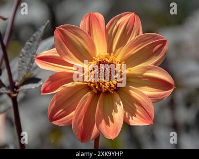 Dahlia à fleurs simples orange. Fleur lumineuse et feuillage foncé. Disque central avec un seul anneau extérieur de bouquets. Plante ornementale de jardin. Banque D'Images