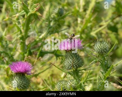 L'abeille à miel recueille le pollen et le nectar des inflorescences roses de chardon commun. Plante à fleurs Cirsium vulgare. Chardon lance ou fleur de chardon-taureau HE Banque D'Images