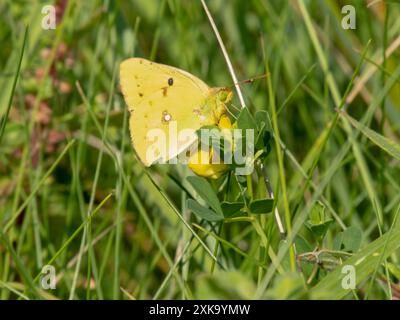 Colias croceus ou papillon femelle jaune nuageux sur la plante à fleurs Lotus corniculatus sur la falaise côtière près de Puerto de Vega, Asturies, Espagne. Banque D'Images