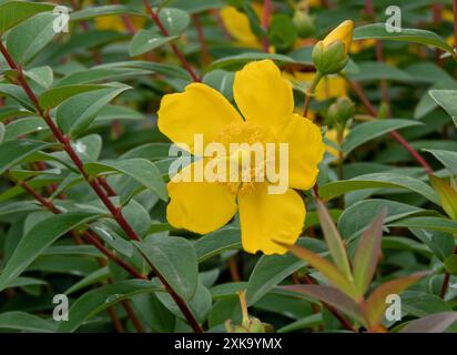 Hypericum x hidcoteense,goldencup : John's Wort or yellow mosqueta ou hypericum patulum flower closeup Banque D'Images