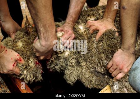 Hommes boucher moutons qui ont été tués pour l'Aïd al-Adha - ou 'Festival du sacrifice' Banque D'Images