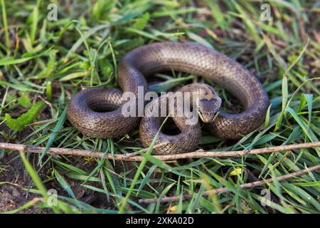 Noeud de serpent sur le sol. Serpent se cachant dans l'herbe verte Banque D'Images