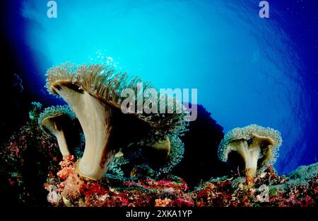 Champignon corail mou, Sarcophyton trochelioporum, Papouasie-Nouvelle-Guinée, océan Pacifique Banque D'Images