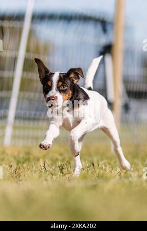 Danois suédois Farmdog terrier chiot Running Lure course chien sport Banque D'Images