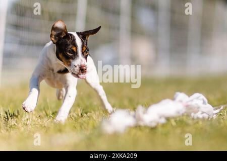 Danois suédois Farmdog terrier chiot Running Lure course chien sport Banque D'Images