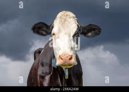 Vache beutiful regardant de face, fond de ciel d'orage imminent, bétail noir et blanc Banque D'Images